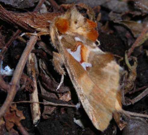 Spatalia argentina (Lepidoptera, Notodontidae)